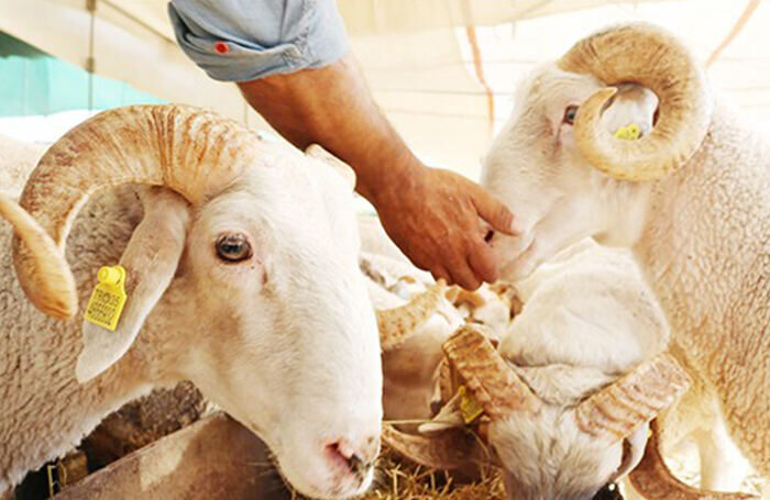 Kurban Yardımı Başarıyla Tamamlandı